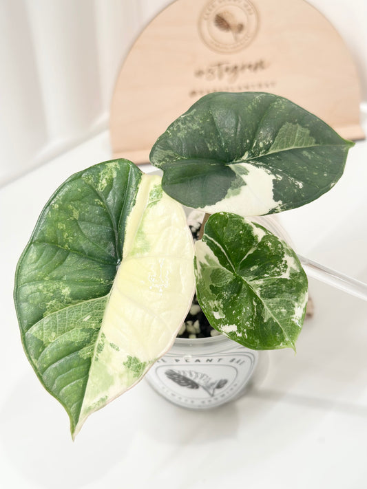 Alocasia Bisma "Platinum" variegated - albo