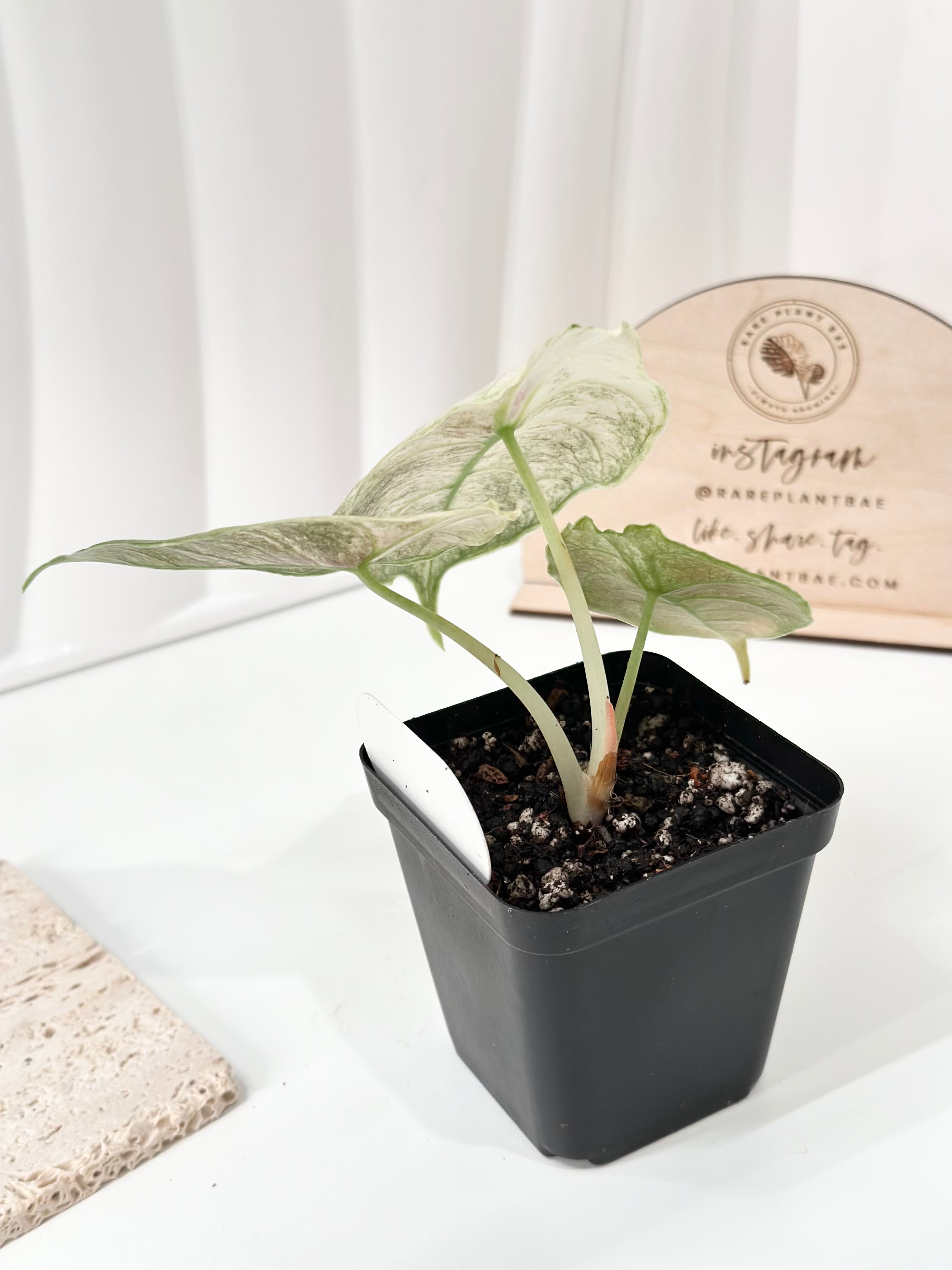 Alocasia Azlanii variegated - albo/pink (corm-grown) – Rare Plant Bae