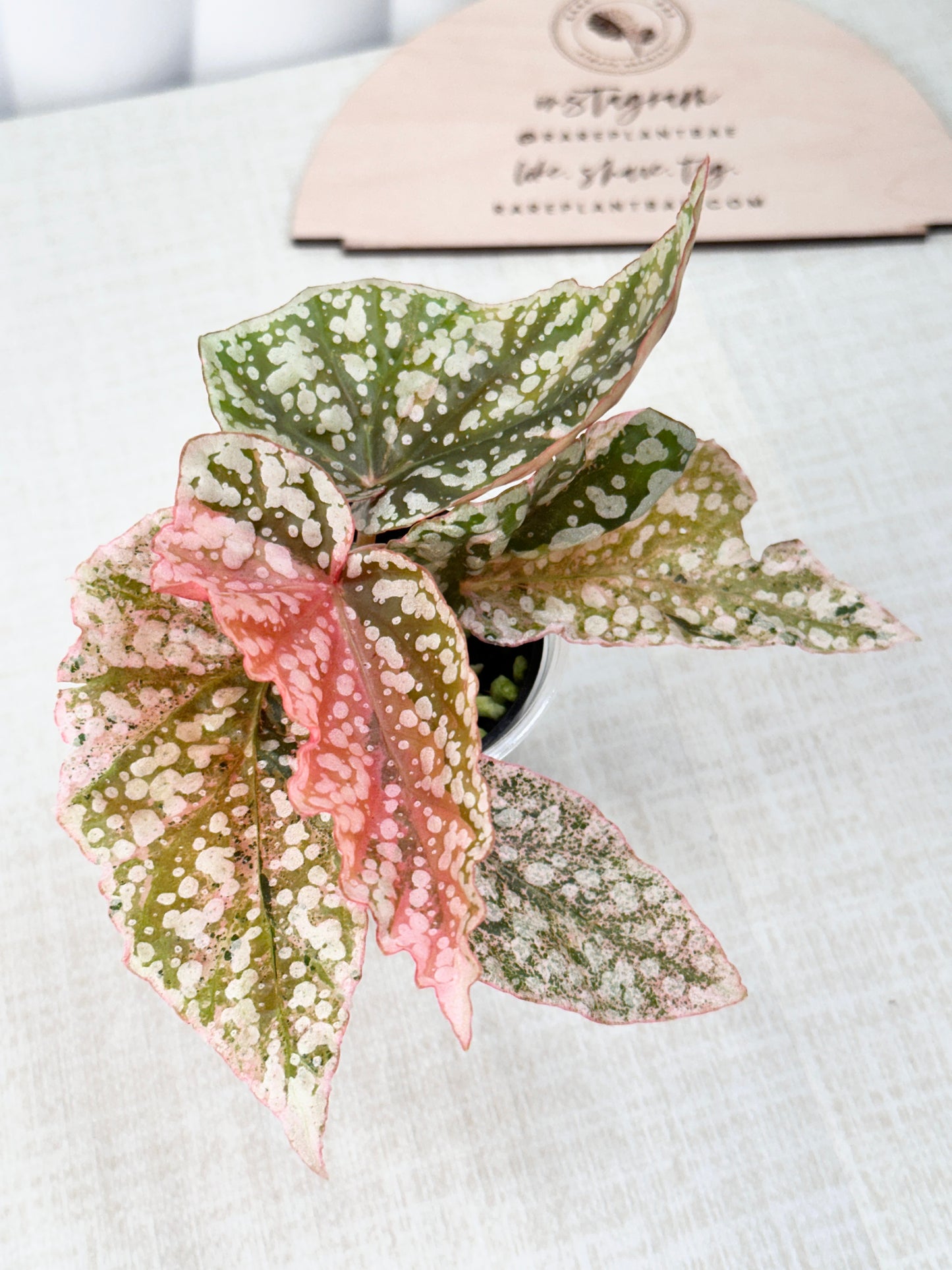 Begonia "Snow Capped" variegated