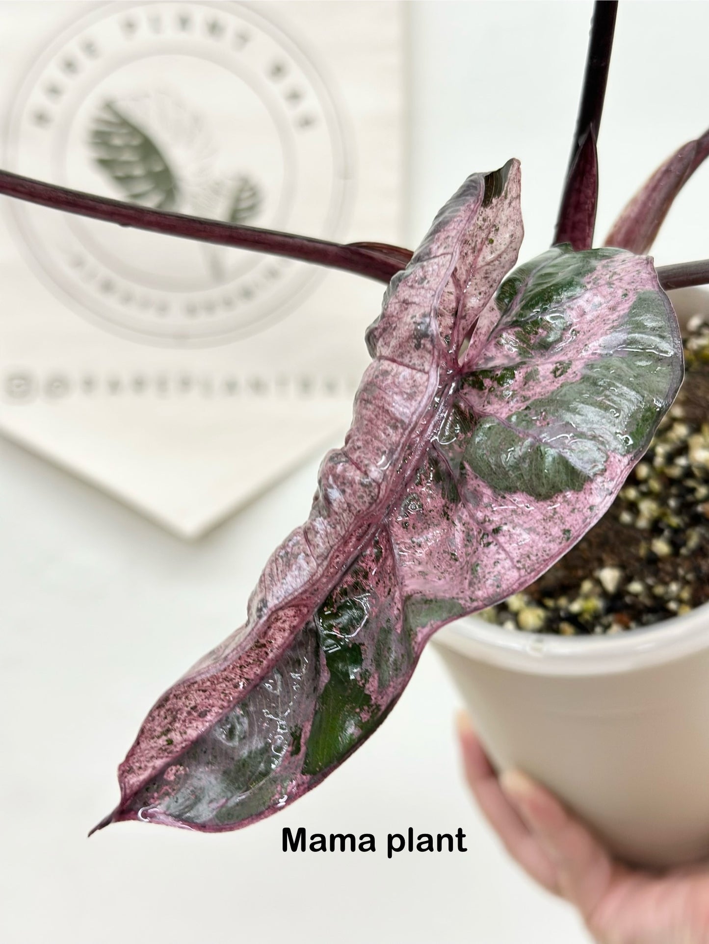 Alocasia Plumbea variegated - pink *special strain*