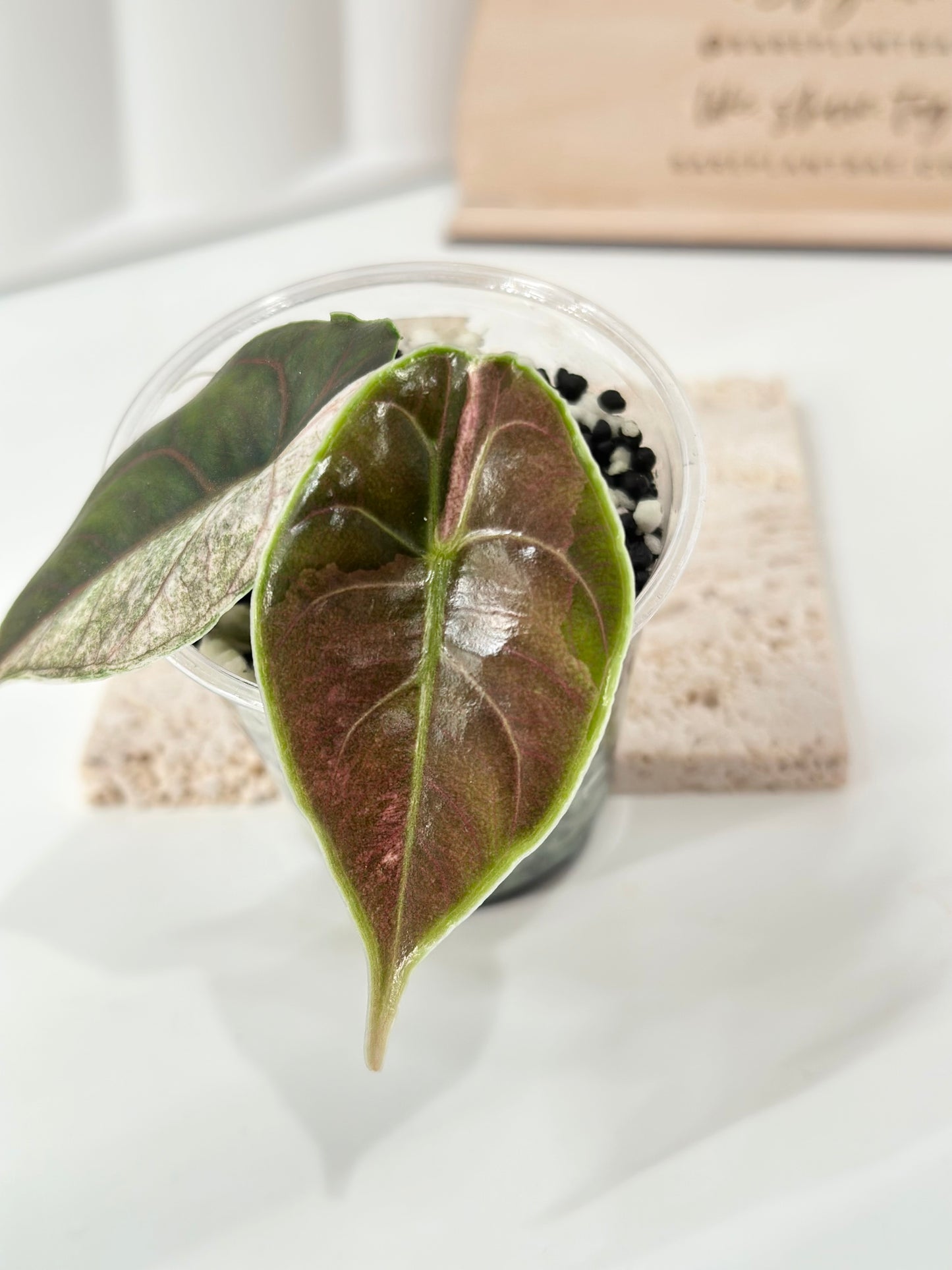 Alocasia Azlanii variegated - albo/pink