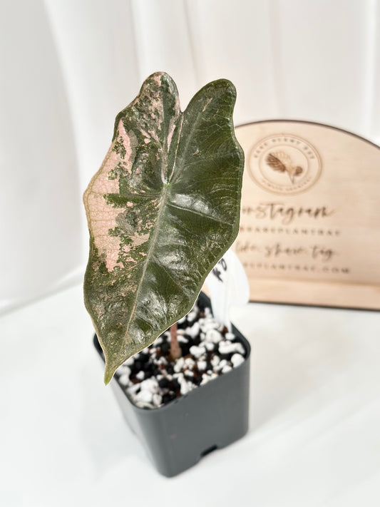 Alocasia Pseudo Sanderiana variegated - pink