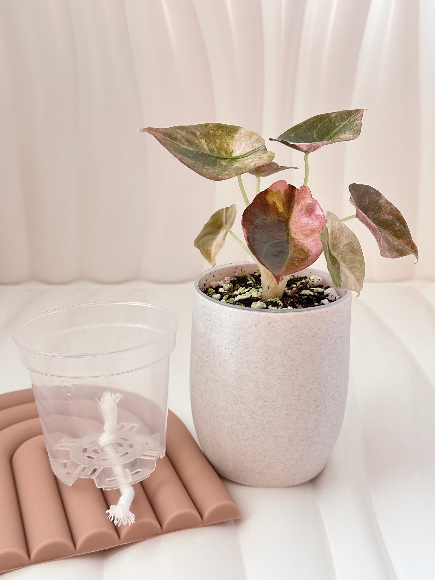 New! - Matching Self Watering Pot (3-inch)