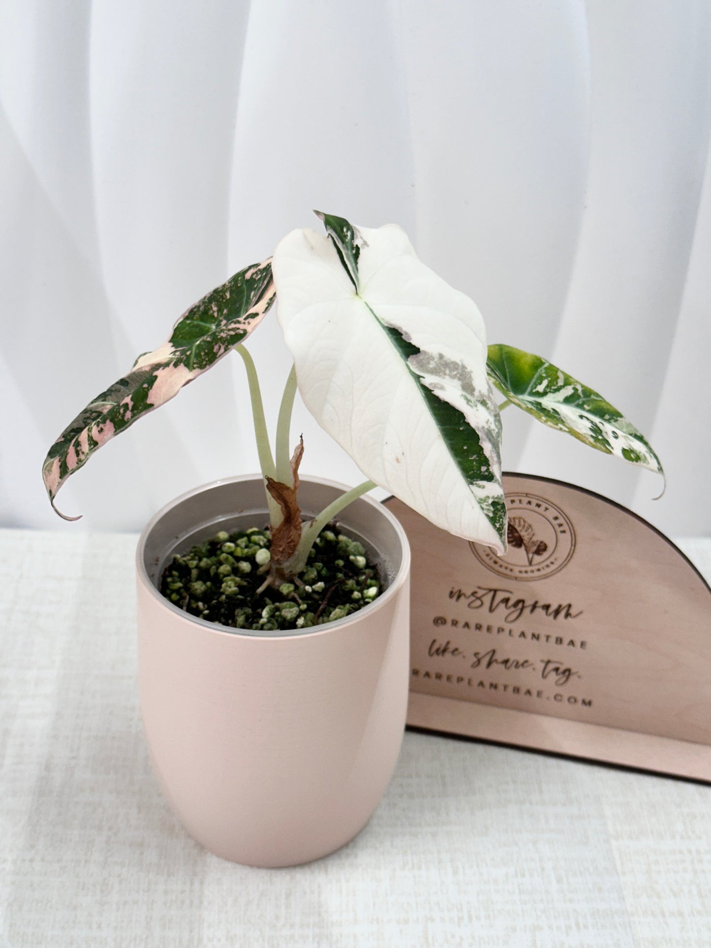 Alocasia Black Velvet Variegated - pink/albo