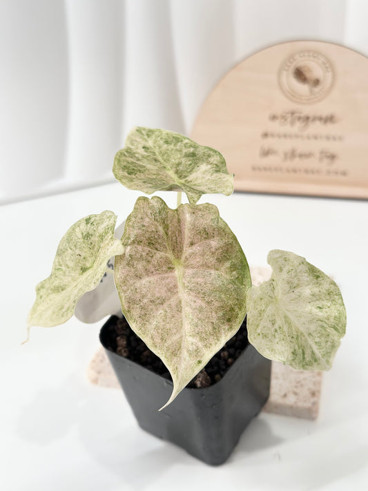 Alocasia Golden Bone variegated - pink mint (W4)