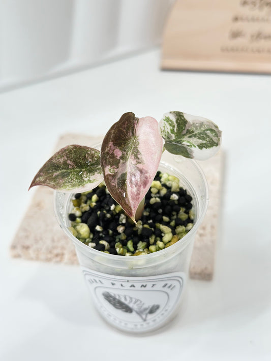 Alocasia Cuprea Variegated - pink marble