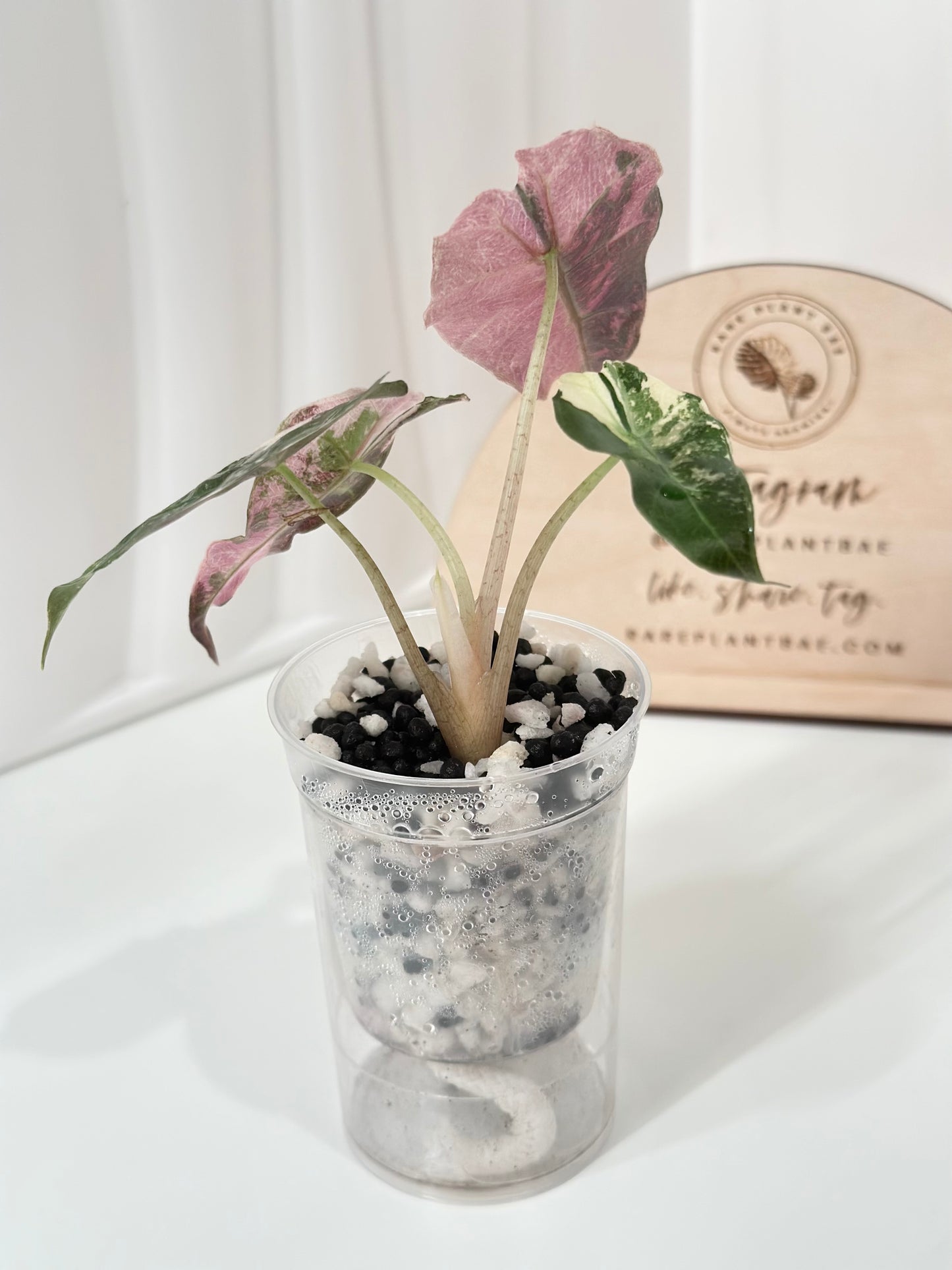 Alocasia Polly variegated - Pink