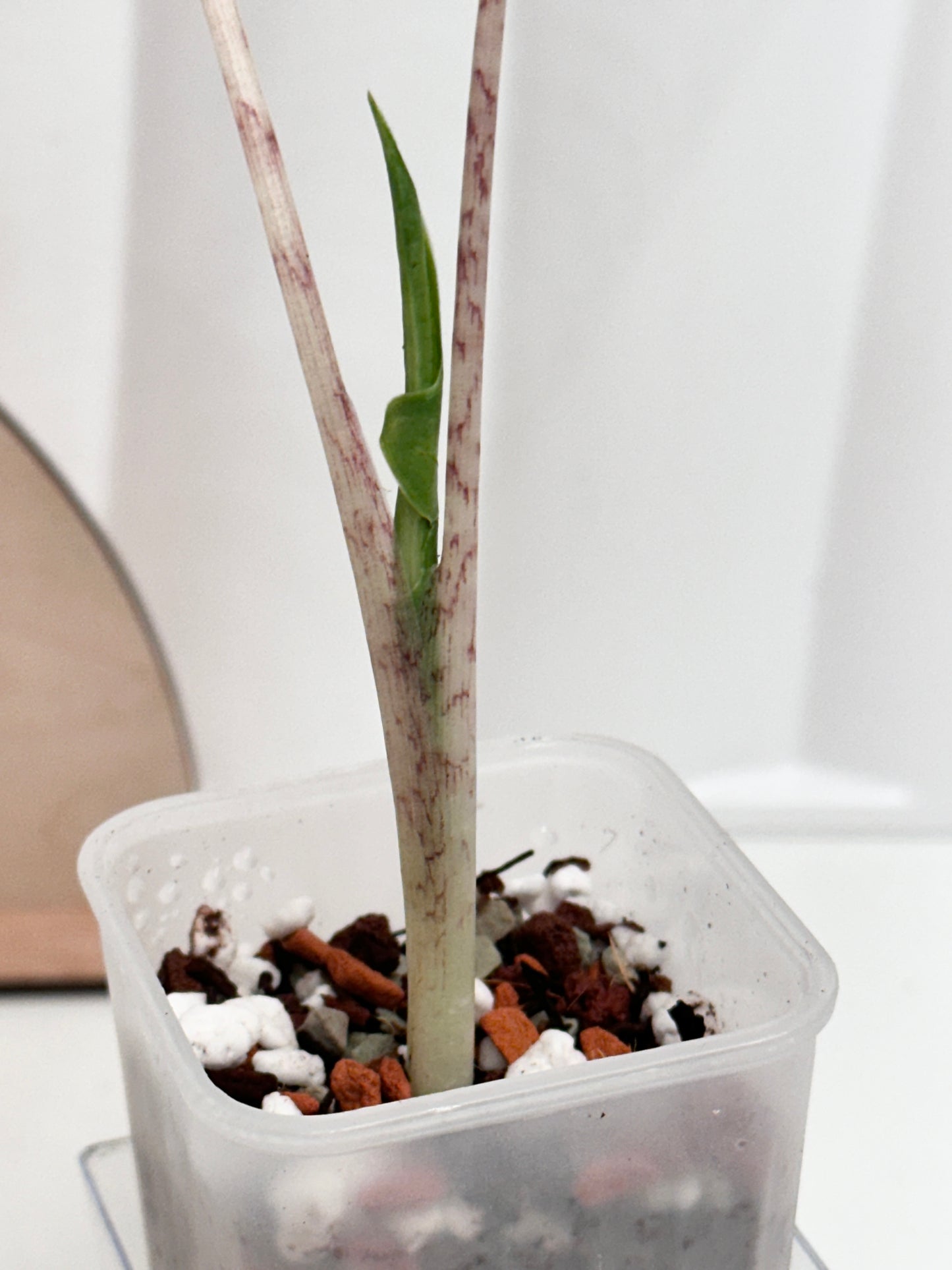 Alocasia Portei variegated - aurea