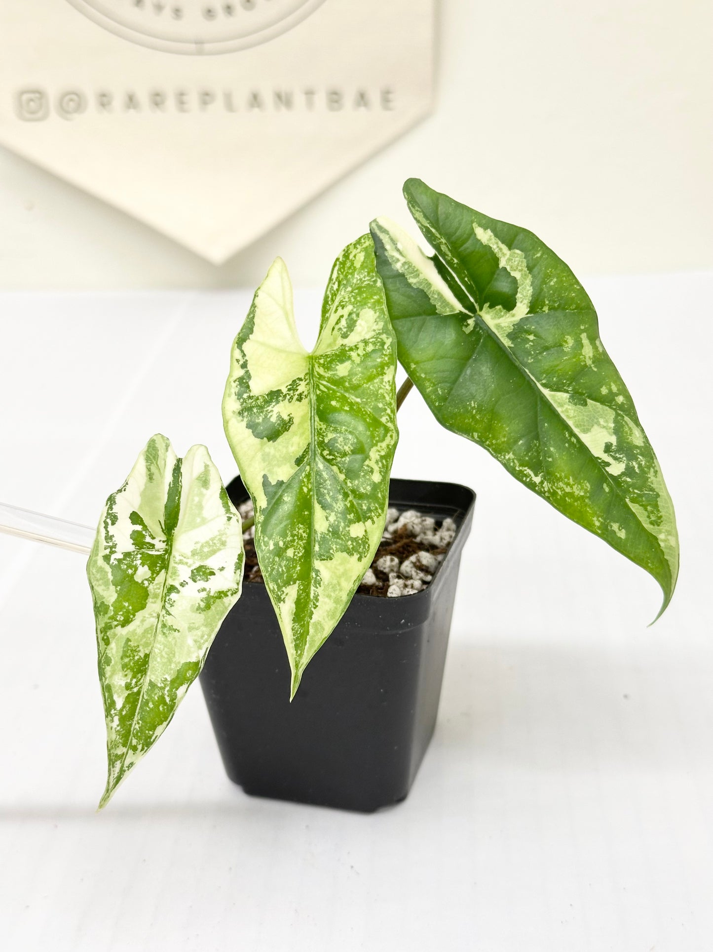 Alocasia Simpo Variegated - albo