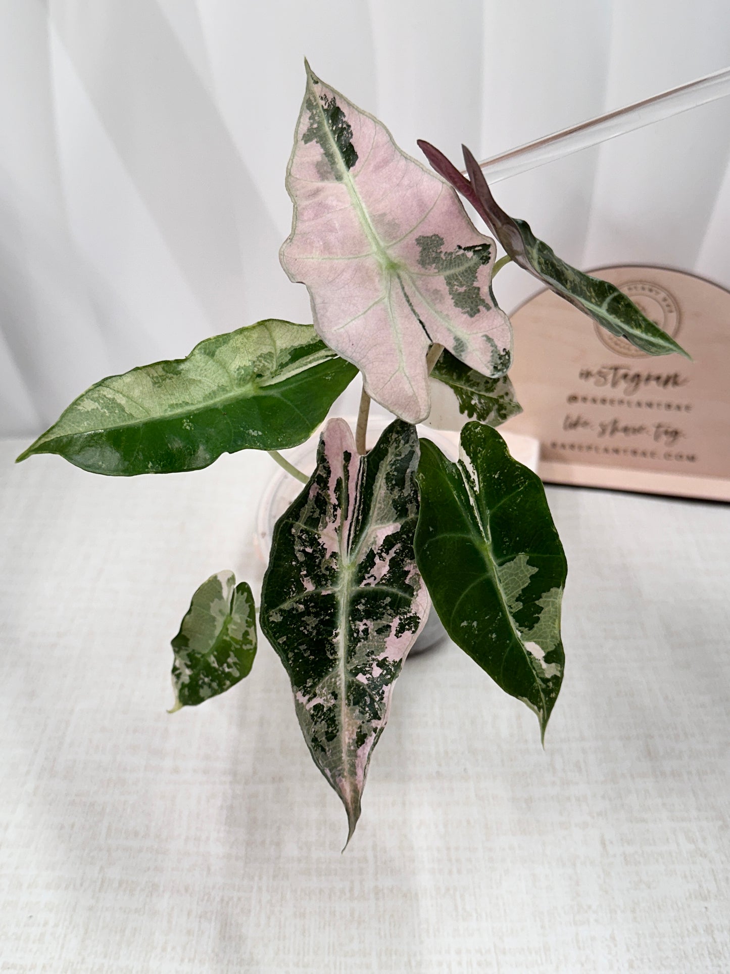 Alocasia Polly variegated - Pink