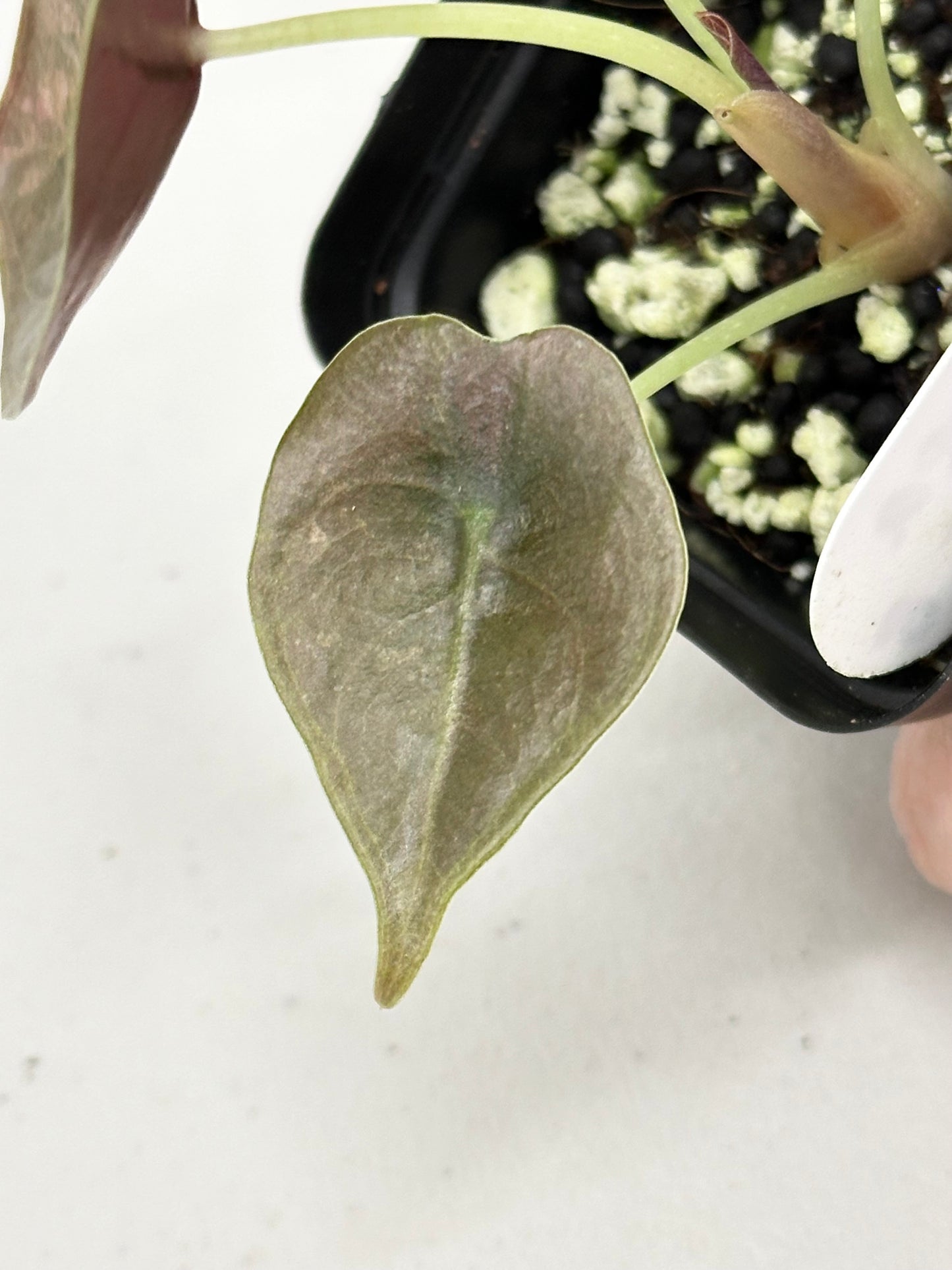 Alocasia Cuprea Variegated - pink/mint