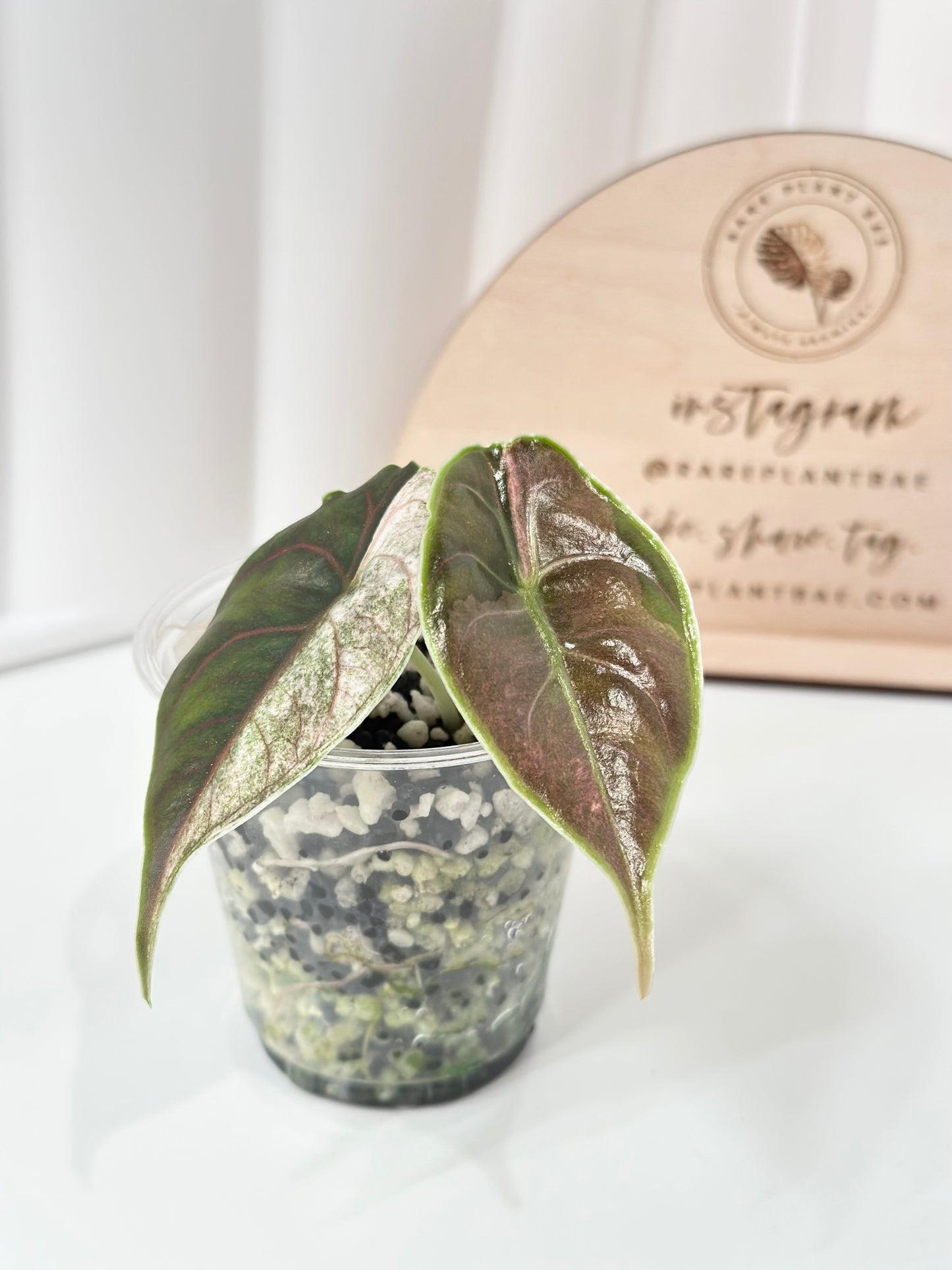 Alocasia Azlanii variegated - albo/pink