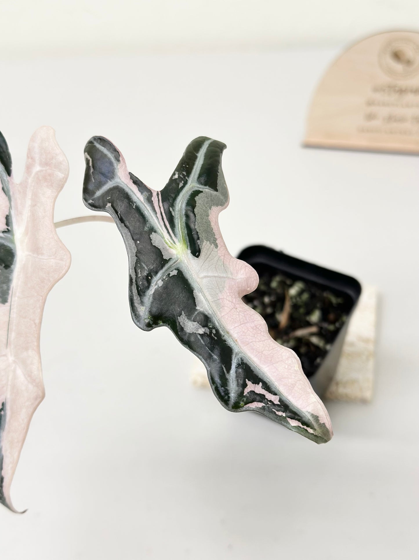 Alocasia Sanderiana "Nobilis K" Variegated - pink (stem grown)