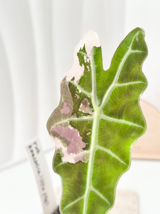 Alocasia Amazonica variegated - pink/albo (true US version) *offshoot*