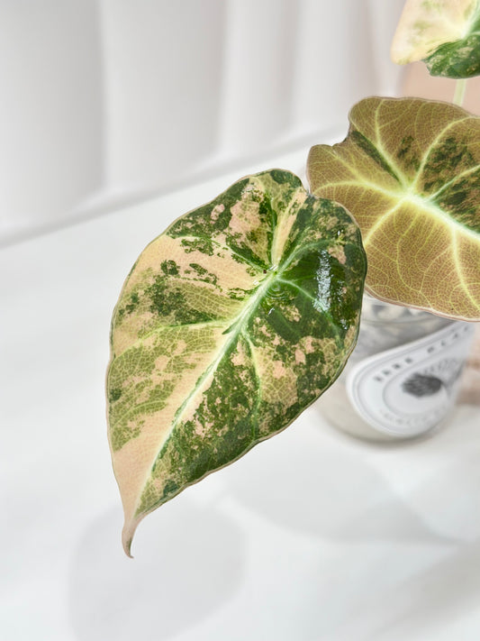Alocasia Black Velvet Variegated - aurea