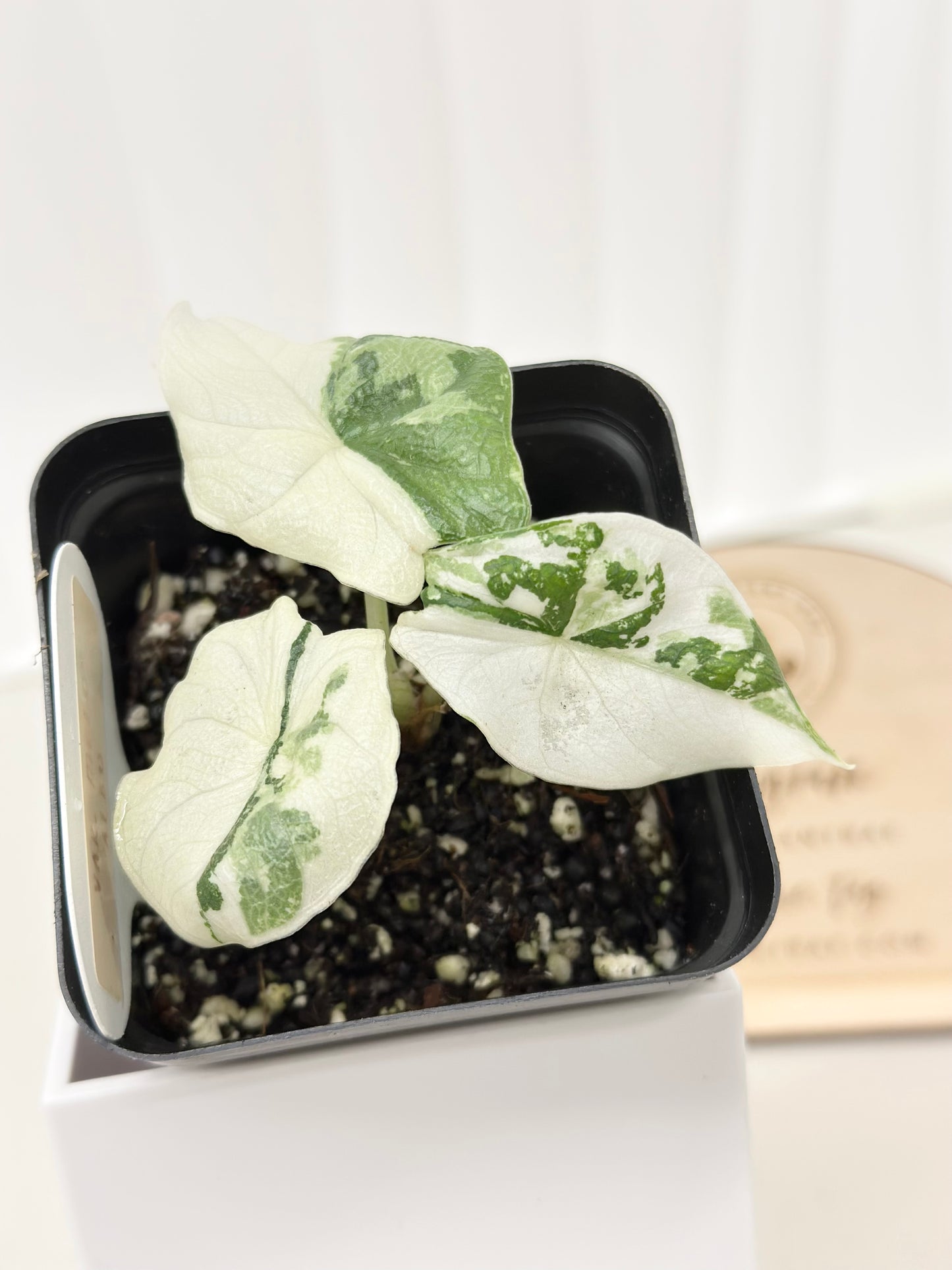 Alocasia Melo variegated - albo