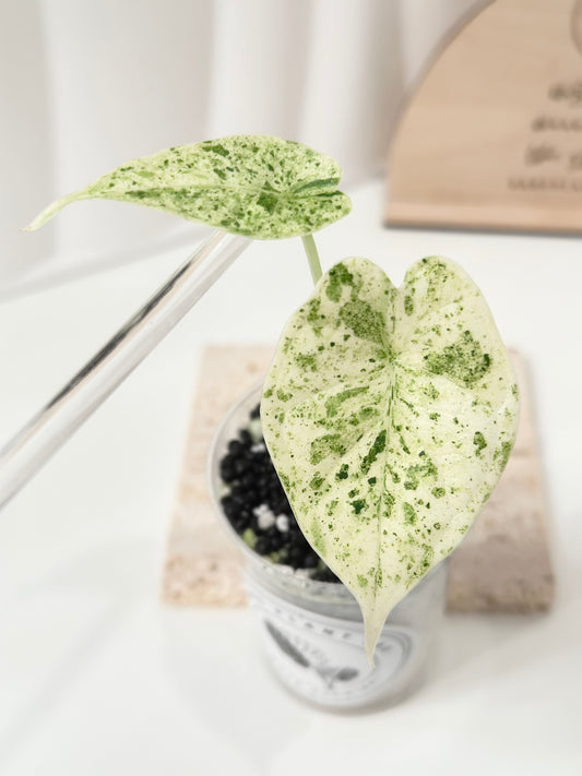 Alocasia Dragon Scale Variegated (Mint)