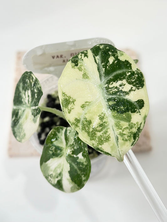 Alocasia Ninja variegated - albo