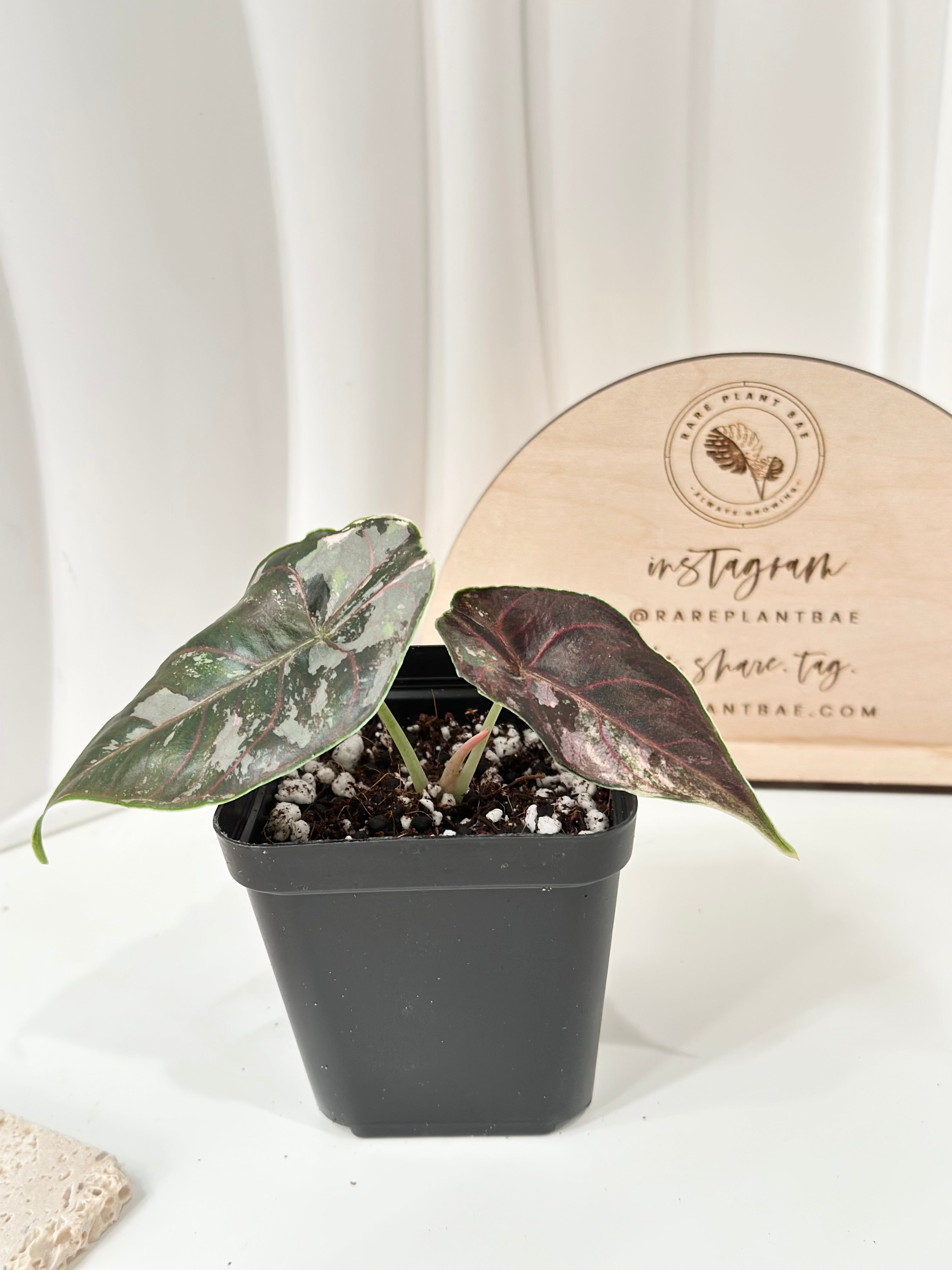 Alocasia Azlanii variegated - albo/pink – Rare Plant Bae