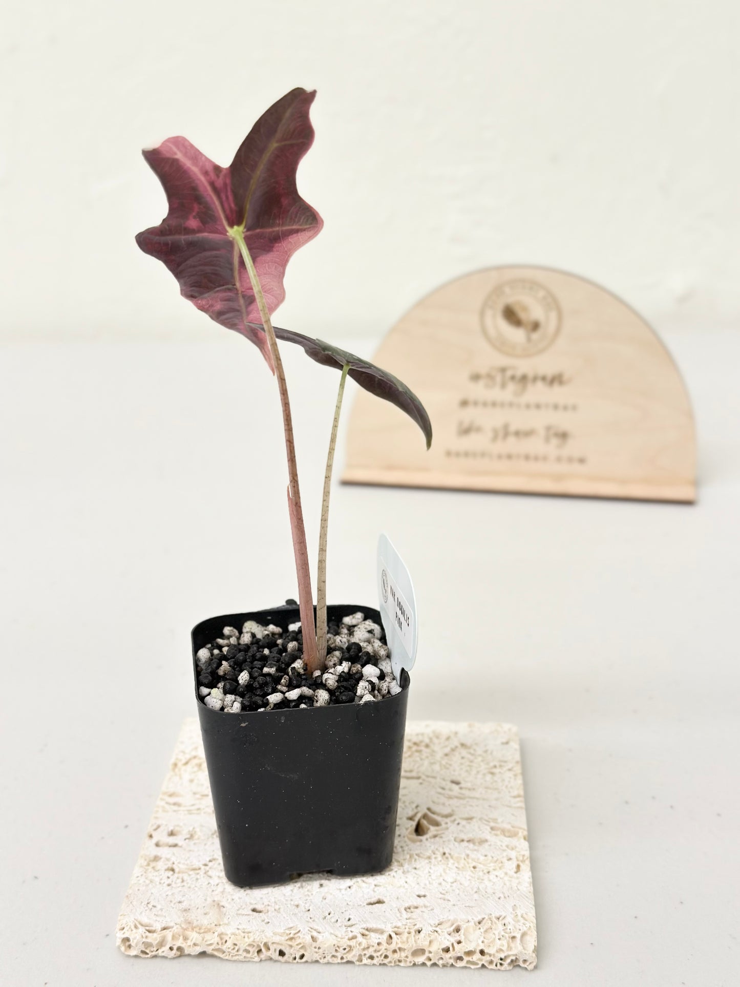 Alocasia Sanderiana "Nobilis K" Variegated - pink