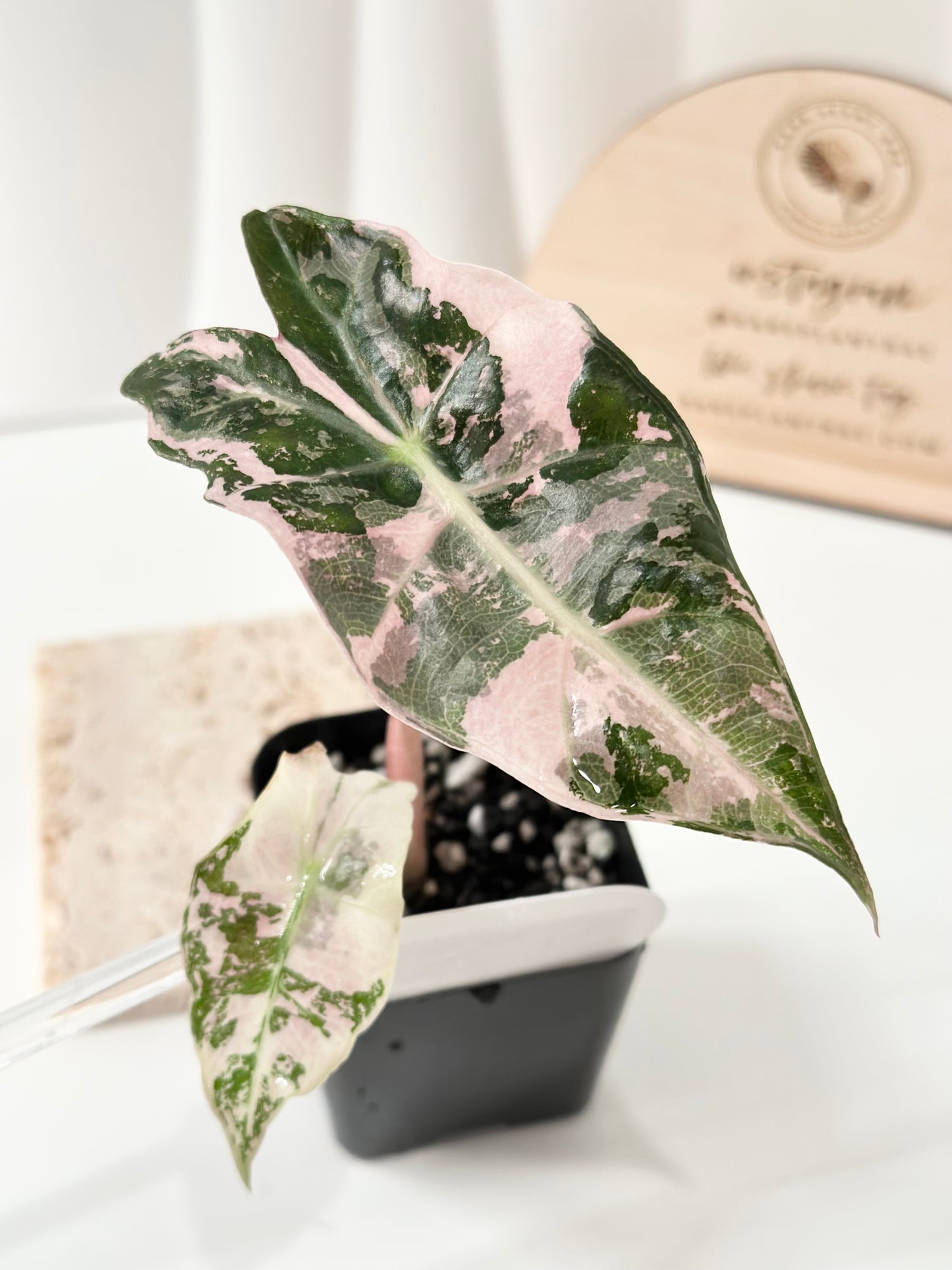 Alocasia Polly variegated - Pink
