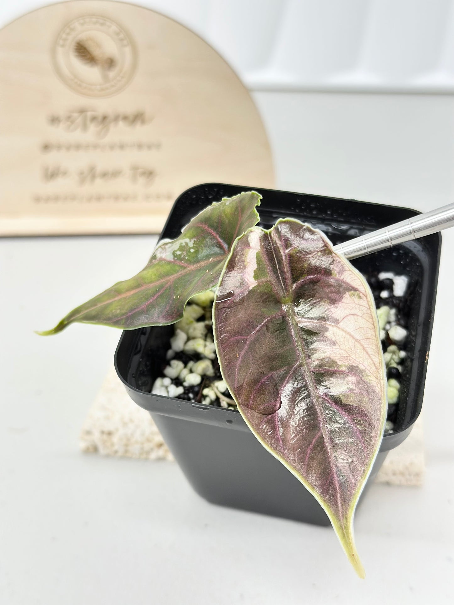 Alocasia Azlanii variegated - albo/pink