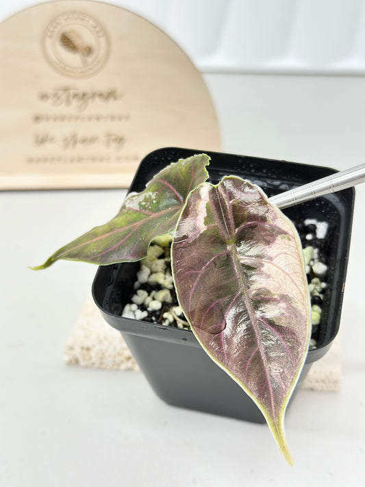 Alocasia Azlanii variegated - albo/pink