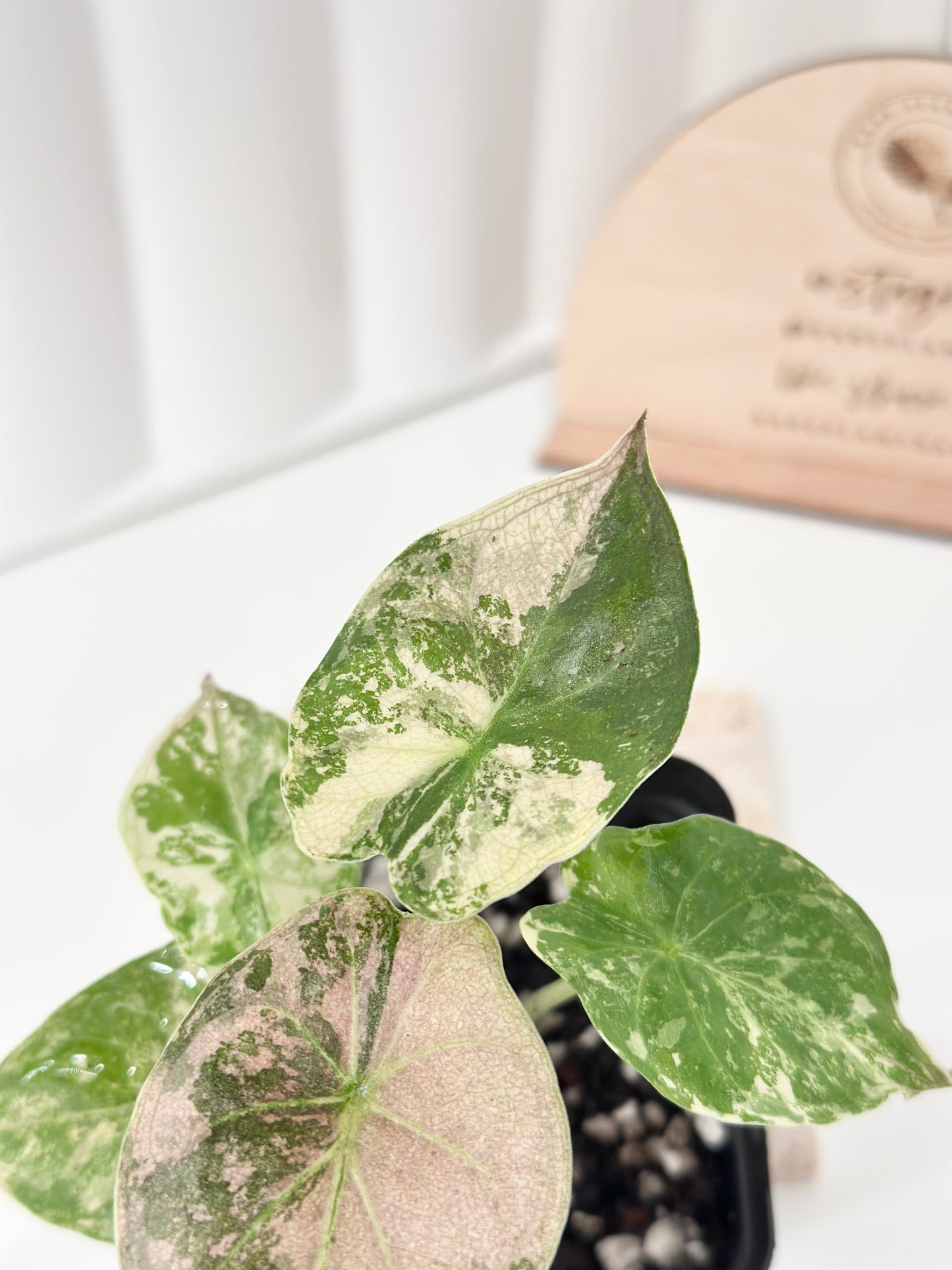 Alocasia Wentii variegated - pink/ albo (A1)