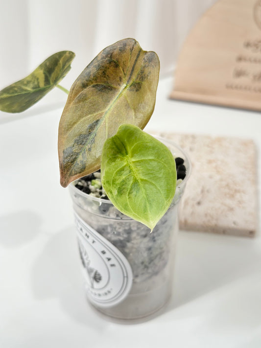 Alocasia Cuprea variegated - "caramel latte"/ aurea