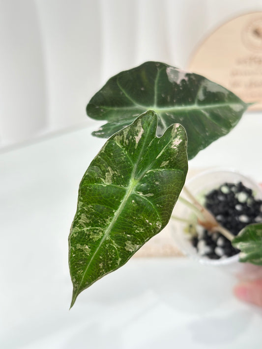 Alocasia Polly variegated - Pink