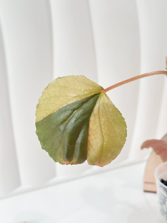Begonia Cucullata variegated - aurea
