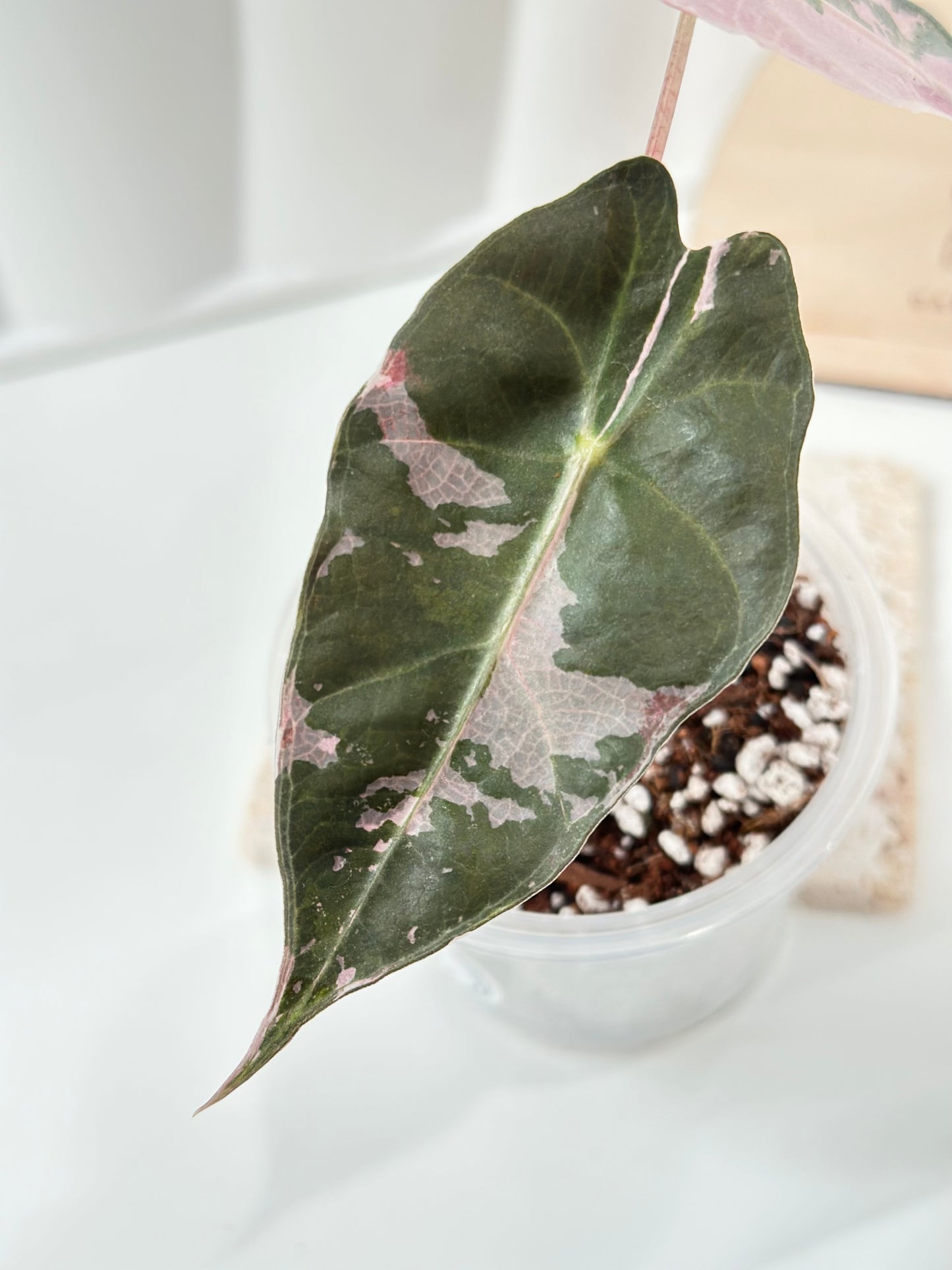Alocasia Amazonica variegated - pink/albo (true US version)