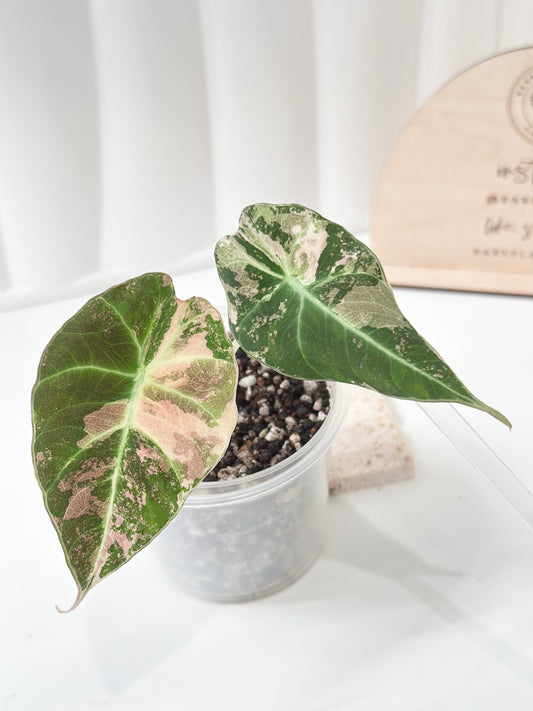 Alocasia Black Velvet Variegated - pink/albo