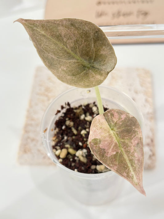 Alocasia Cuprea Variegated - pink/mint
