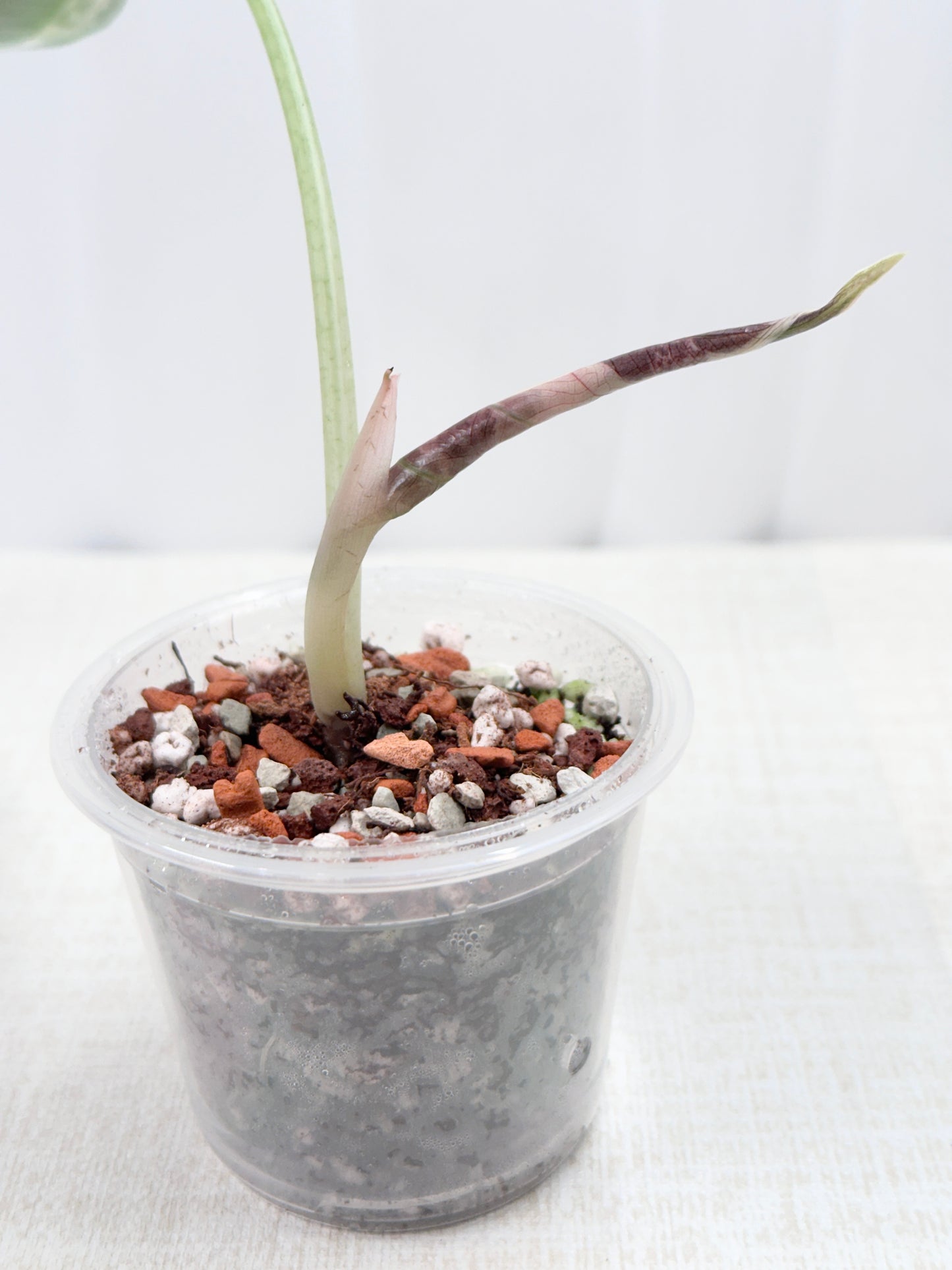 Alocasia Azlanii variegated - albo/pink