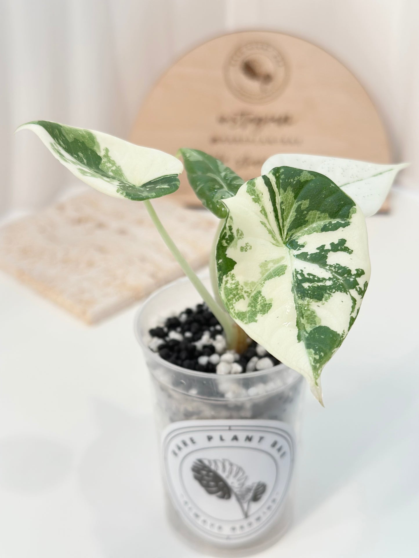 Alocasia Maharani variegated - albo