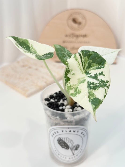 Alocasia Maharani variegated - albo