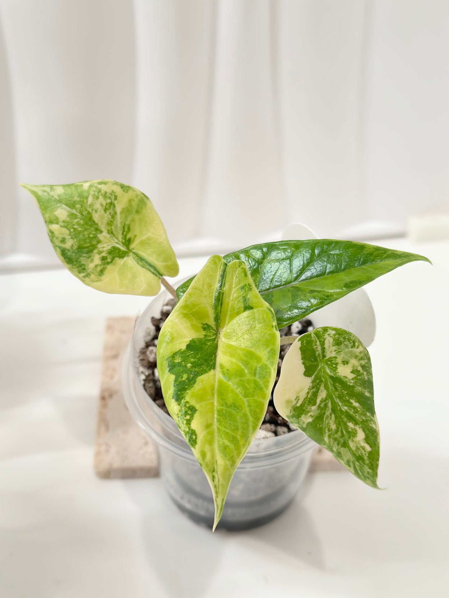 Alocasia Scalprum variegated - aurea (S9)