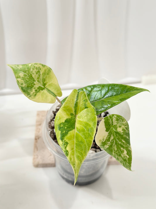 Alocasia Scalprum variegated - aurea (S9)