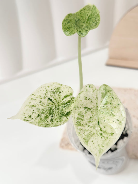 Alocasia Dragon Scale Variegated (Mint)