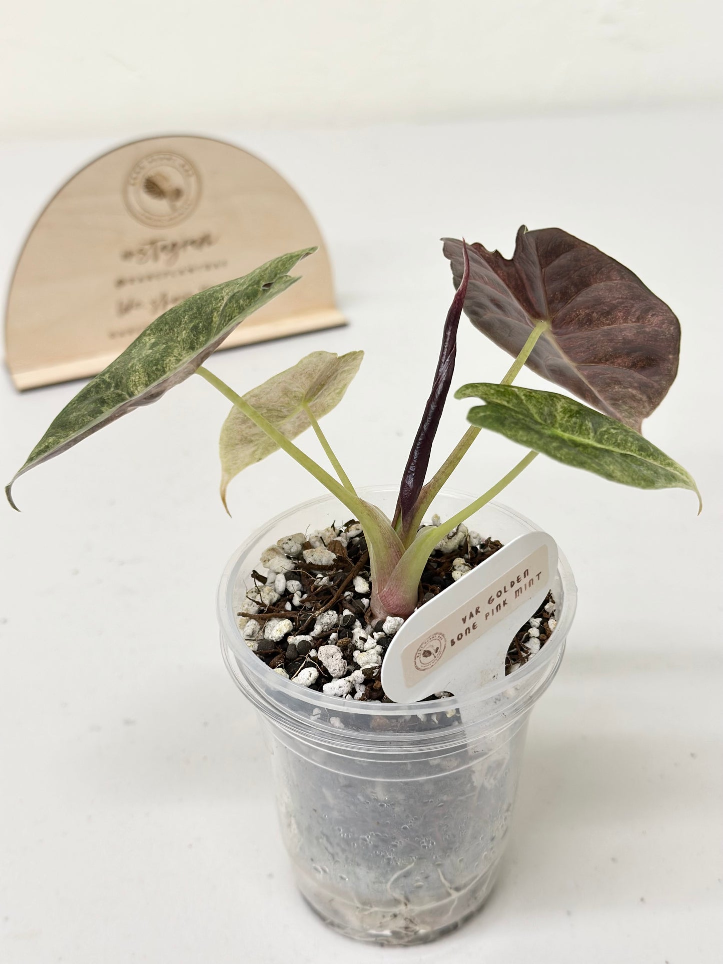 Alocasia Golden Bone variegated - pink mint (W1)