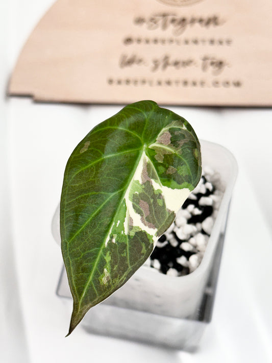 Alocasia Regal Shield Variegated - Albo