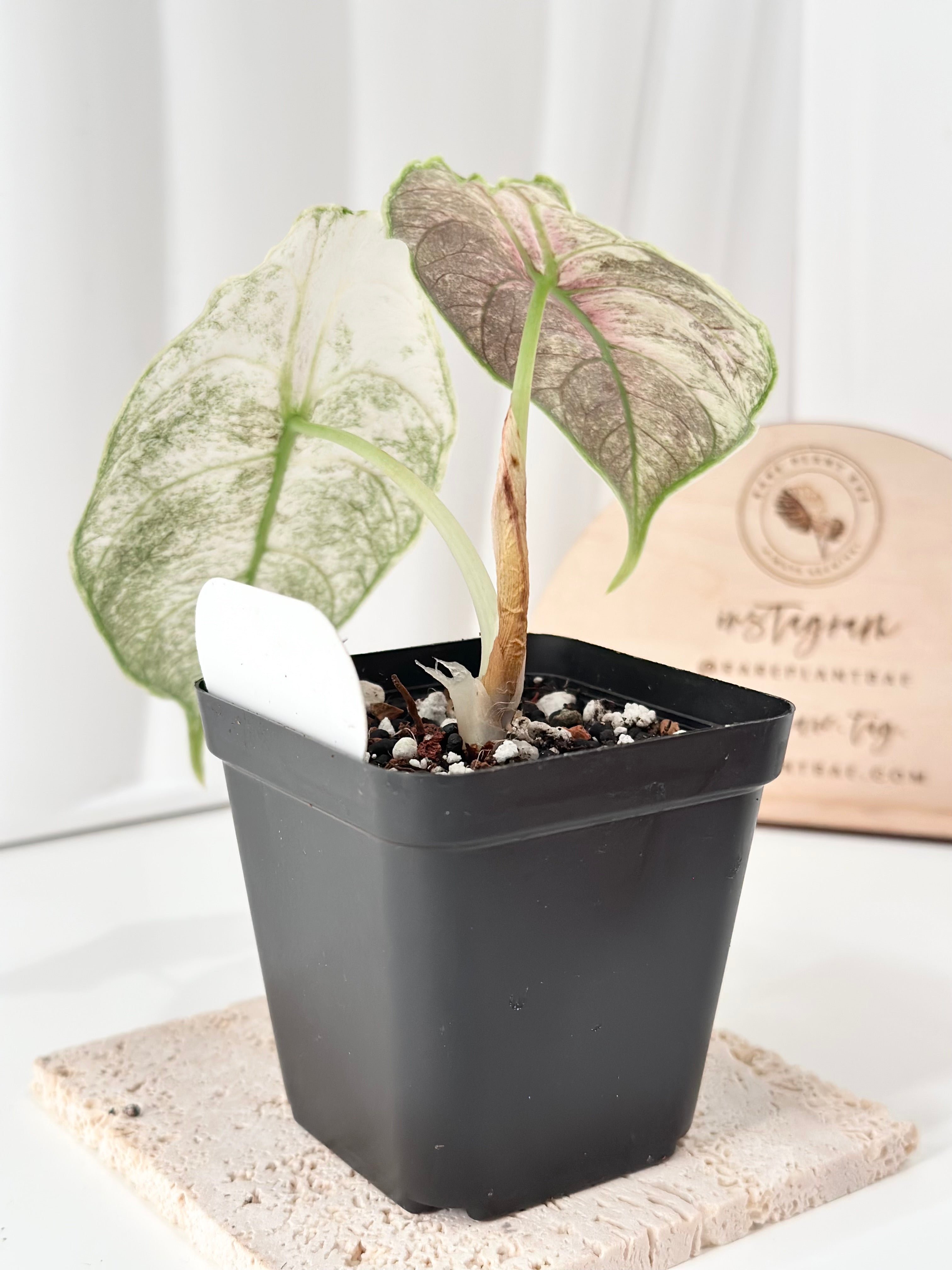 Alocasia Azlanii variegated - pink mint *corm grown* – Rare Plant Bae