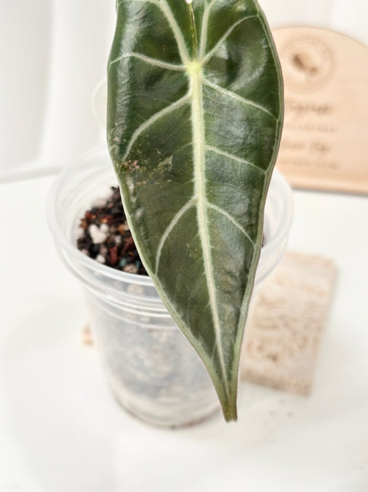 Alocasia Grandis variegated - Pink
