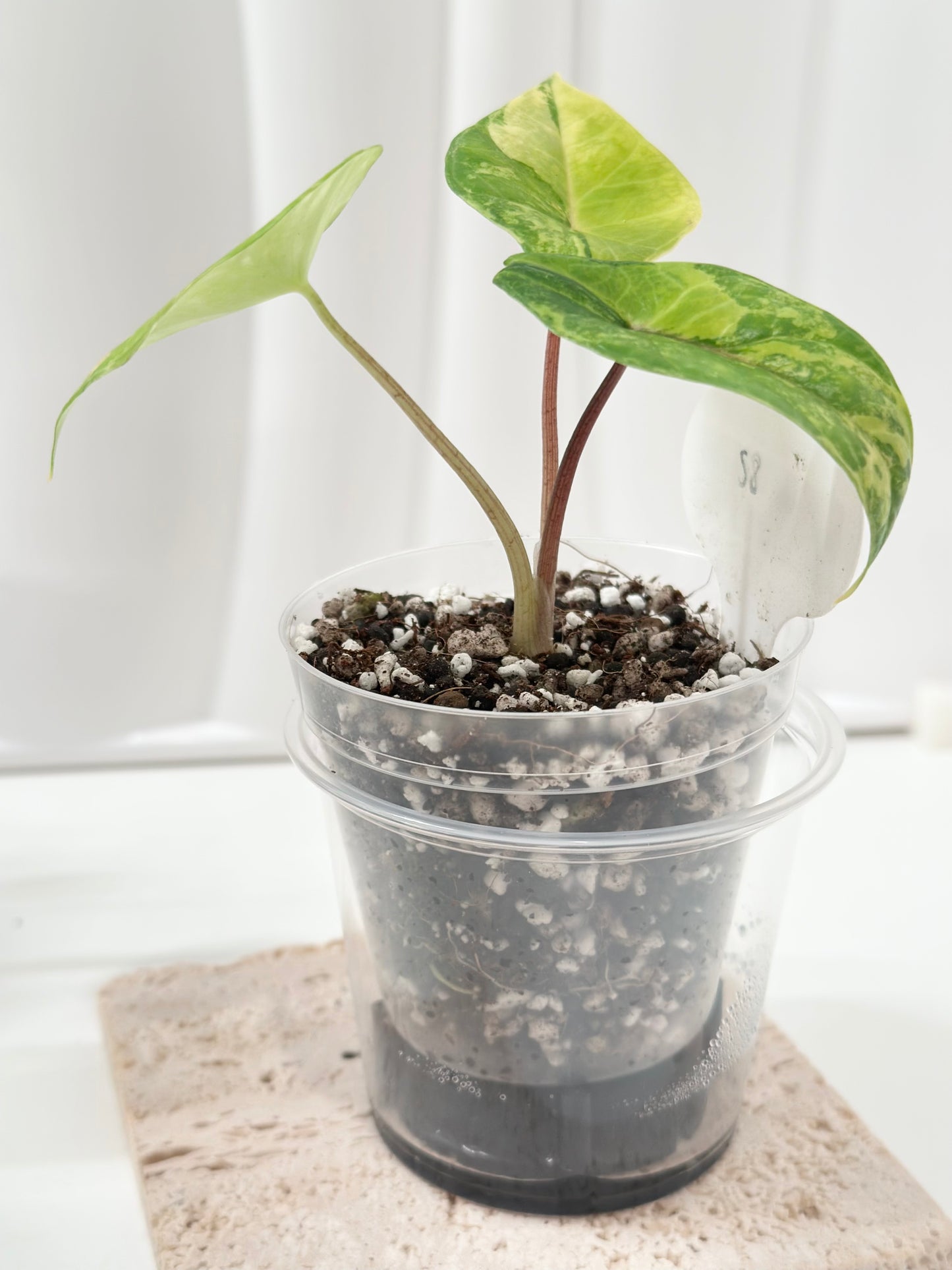Alocasia Scalprum variegated - aurea (S8)