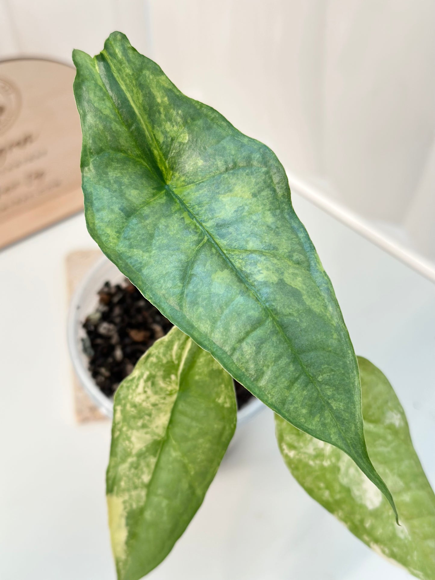Alocasia Dragon's Breath Variegated - aurea