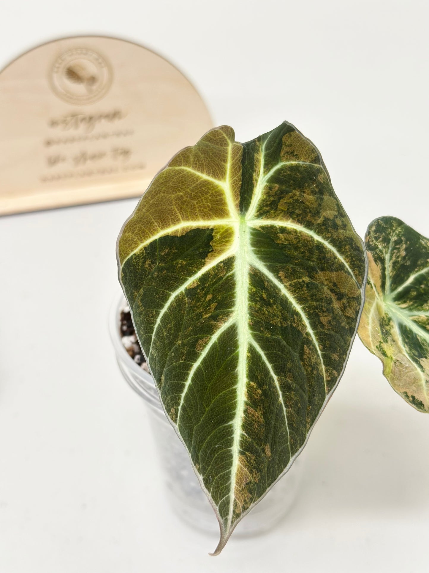 Alocasia Black Velvet Variegated - aurea