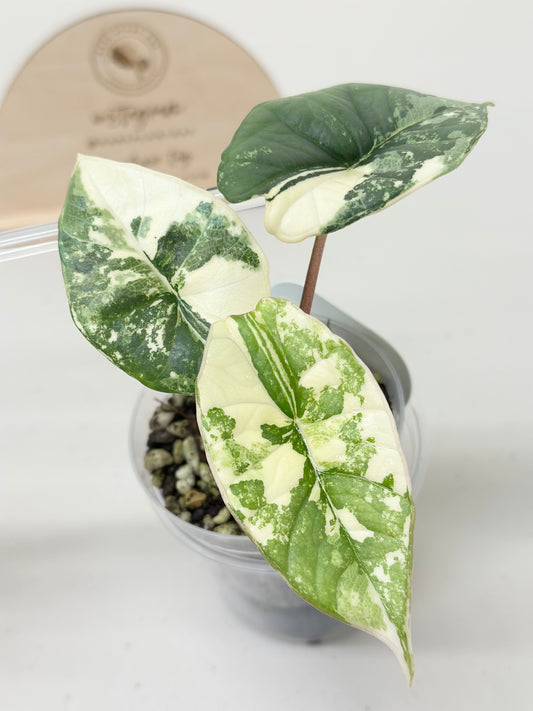 Alocasia Bisma "Platinum" variegated - albo (A4)