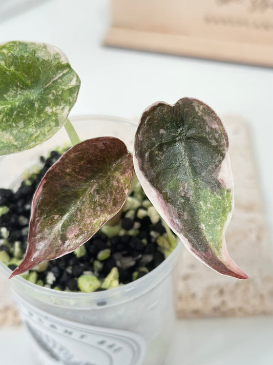 Alocasia Cuprea Variegated - pink marble