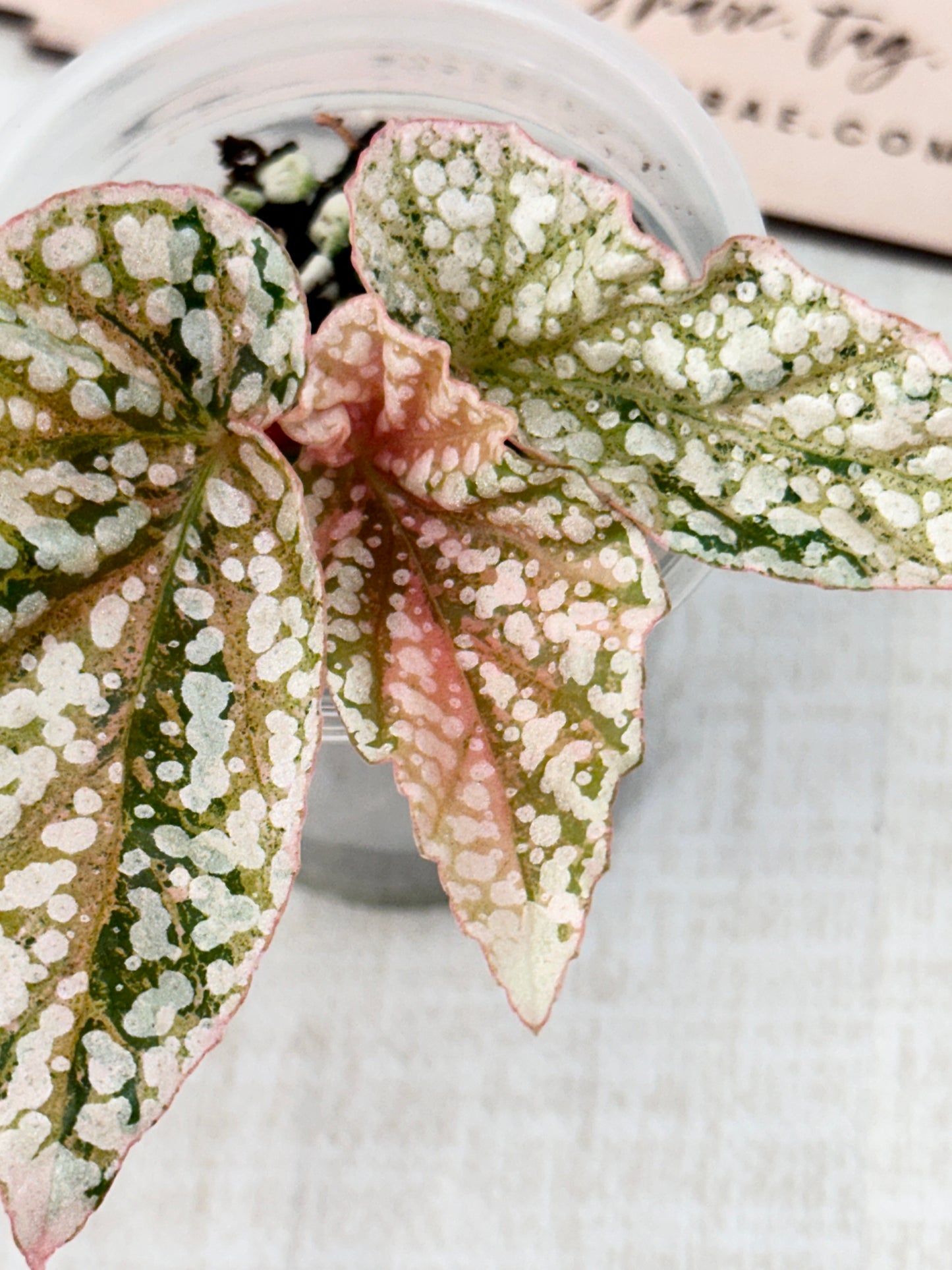 Begonia "Snow Capped" variegated